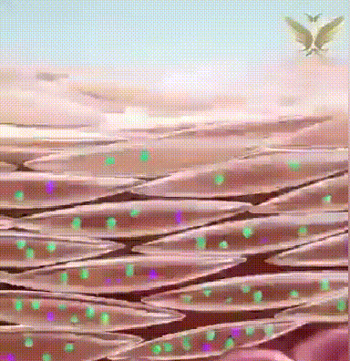 德國馬膏 34 a57dc48fbf41647a4c2233be44ec3177 德國馬膏