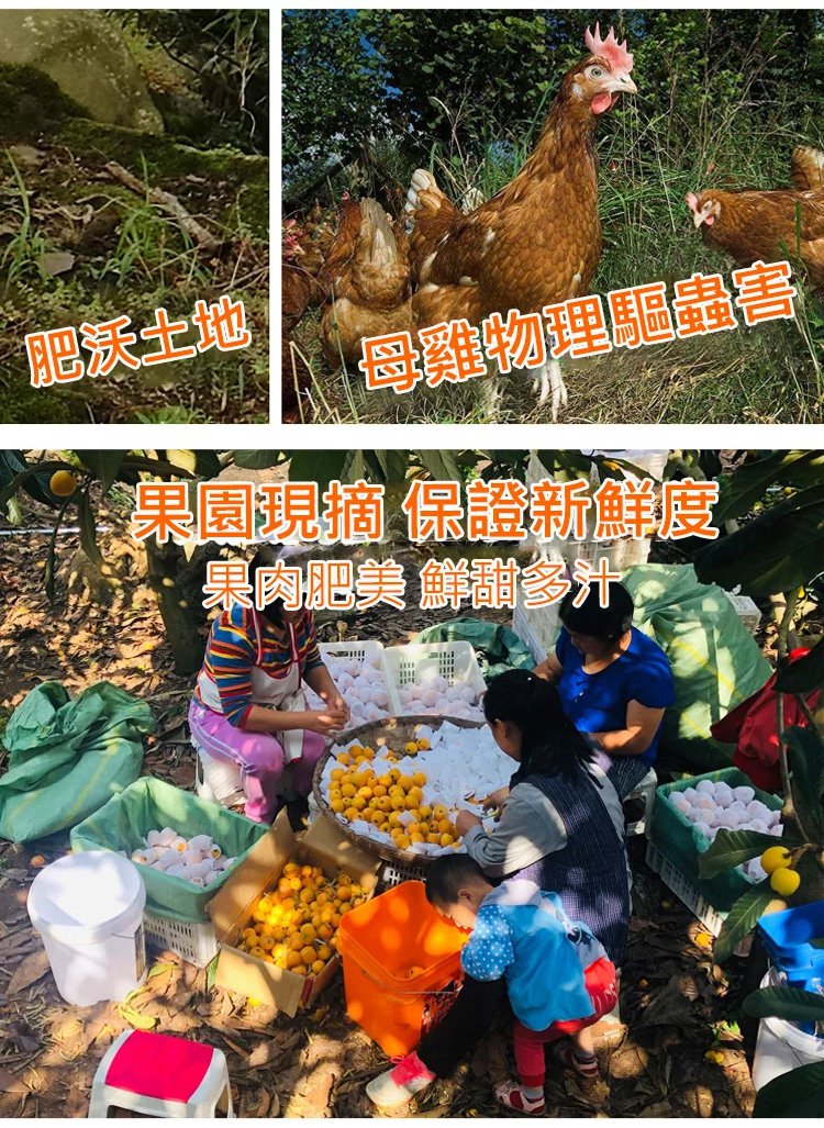 竹蜂鹽枇杷果乾 35 c10395e5e9788e3c061b13d3b2138ac5 竹蜂鹽枇杷果乾