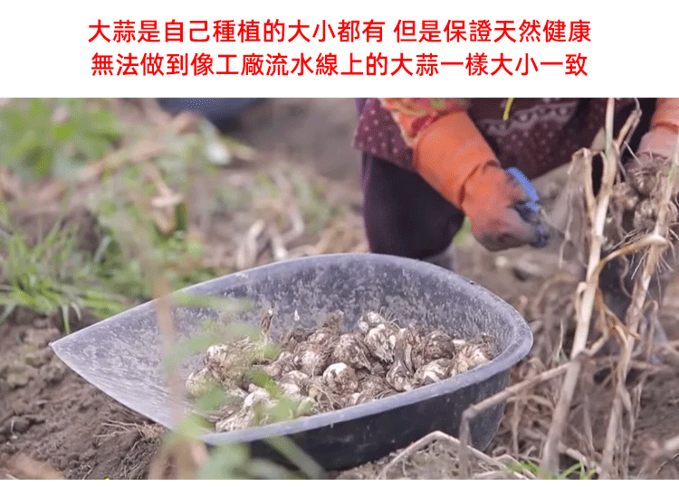 百未草黑蒜油凝膠糖果