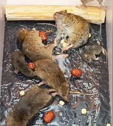 详情_10.gif