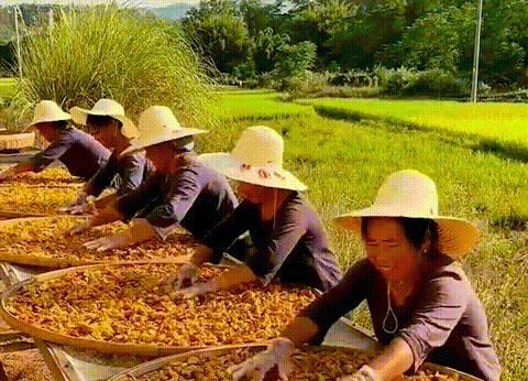 竹蜂鹽枇杷果乾 23 f0c64ab31a5a47297d22a7a1f97afb3b 竹蜂鹽枇杷果乾