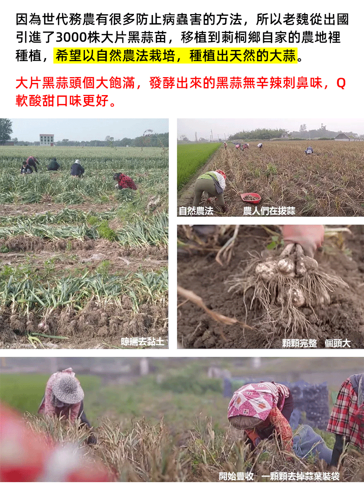 百未草黑蒜油凝膠糖果 百未草黑蒜油凝膠糖果