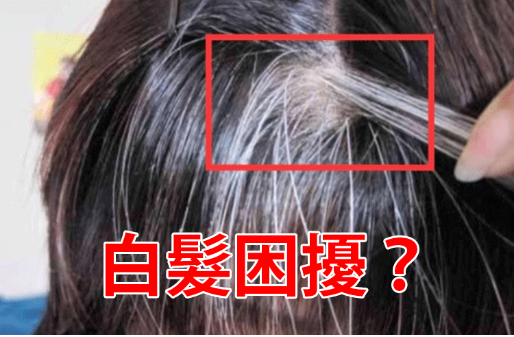 五珍芝麻丸,無糖五珍芝麻丸 五珍芝麻丸