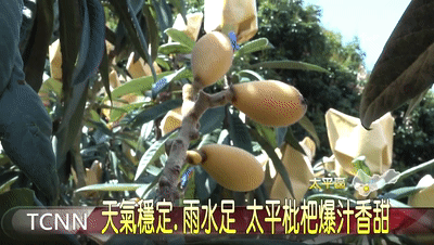 竹蜂鹽枇杷果乾 4 ffd3df1e314a3f921d0c84b1daf36831 竹蜂鹽枇杷果乾